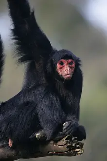 Black Spider Monkey, Black red-faced spider monkey (Ateles paniscus)