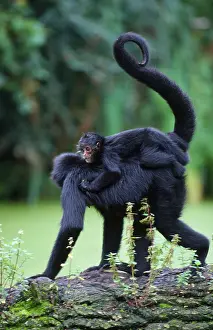 Black Spider Monkeys, female with young (Ateles paniscus)