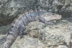 Black spiny tailed Iguana (Ctenosaur similis) crawling