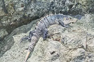 Black spiny tailed Iguana (Ctenosaur similis) crawling