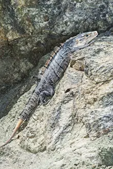 Black spiny tailed Iguana (Ctenosaur similis) crawling
