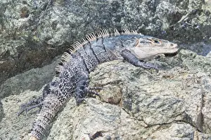 Black spiny tailed Iguana (Ctenosaur similis) crawling