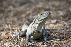 Black spiny-tailed iguana (Ctenosaura similis)