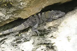 Black spiny-tailed iguana in Mexico Yucatan (Ctenosaura similis)