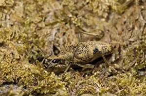 Black-spotted Longhorn Beetle (Rhagium mordax) adult