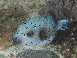 Black-spotted pufferfish (Arothron nigropunctatus)