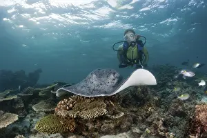 Black spotted stingray and diver
