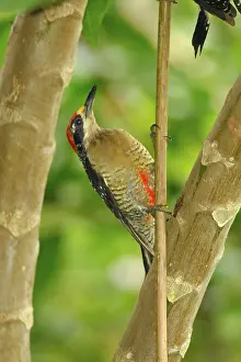 Black-spotted Woodpecker, male