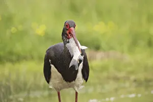 Black Stork, black storks (Ciconia nigra)