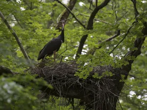 Black Stork (Ciconia nigra)