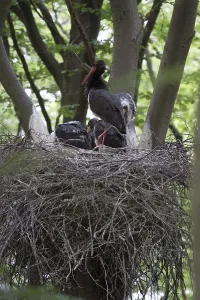 Black Stork (Ciconia nigra)