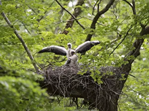 Black Stork (Ciconia nigra)
