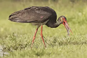 Black stork (Ciconia nigra) adult
