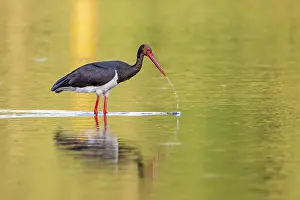Black Stork (Ciconia nigra), adult bird foraging