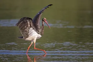 Black stork (Ciconia nigra), adult foraging