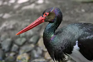 Black stork (Ciconia nigra), animal portrait