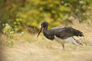 Black stork, Ciconia nigra, black stork