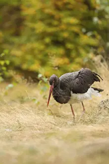 Black stork, Ciconia nigra, black stork