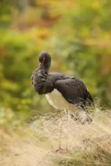 Black stork, Ciconia nigra, black stork