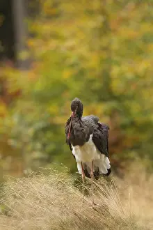 Black stork, Ciconia nigra, black stork