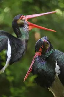 Black stork (Ciconia nigra), captive