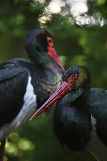 Black stork (Ciconia nigra), captive