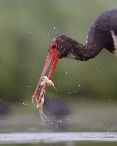 Black Stork (Ciconia nigra), crushing its prey