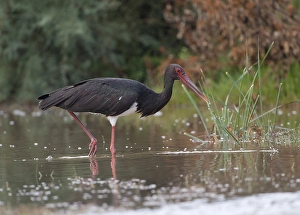Black Stork (Ciconia nigra), Eifel range near Bitburg