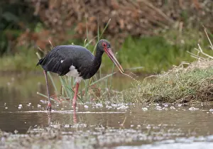 Black Stork (Ciconia nigra), Eifel range near Bitburg