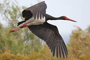 Black Stork (Ciconia nigra) flying, Greece, Europe