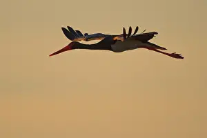 Black Stork (Ciconia nigra) flying, Greece, Europe