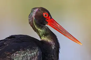 Black Stork (Ciconia nigra) foraging