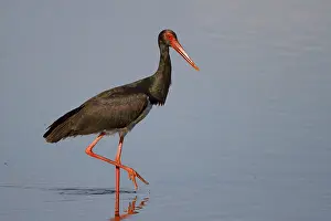 Black Stork (Ciconia nigra) foraging