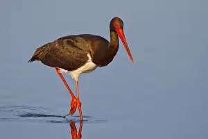 Black Stork (Ciconia nigra) foraging