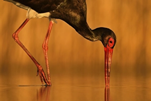Black stork (Ciconia nigra), while foraging fish