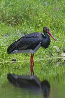 Black stork (Ciconia nigra) foraging in the shallow water of a pond