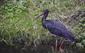 Black stork (Ciconia nigra) foraging in water