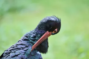 Black stork (Ciconia nigra) in a forest