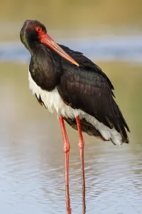Black Stork (Ciconia nigra), Greece, Europe