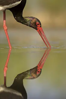 Black stork (Ciconia nigra), hunting for fish