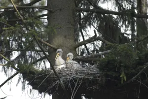 Black Stork (Ciconia nigra) juvenile