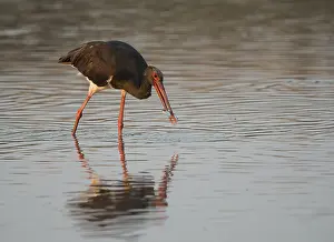 Black Stork (Ciconia nigra), Lesbos