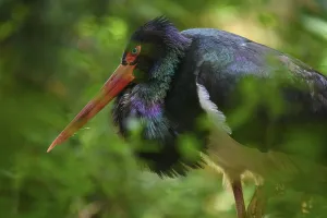Black stork (Ciconia nigra), male, captive