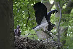 Black Stork (Ciconia nigra) nest