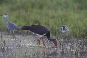 Black stork (Ciconia nigra), old bird foraging