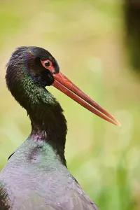 Black stork (Ciconia nigra), portrait