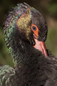 Black stork (Ciconia nigra), portrait, captive