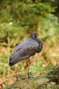 Black stork (Ciconia nigra) standing in a forest in autumn