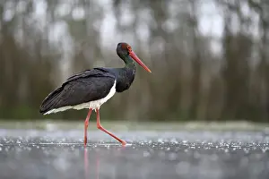 Black stork (Ciconia nigra), standing in pond