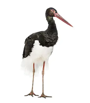 Black stork, Ciconia nigra, standing against white background